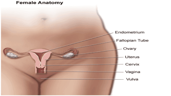 gynecologist